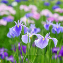 MOTO G7 POWER TEMPERED GLASS SCREEN PROTECTOR 0.26MM ARCING 2PCS